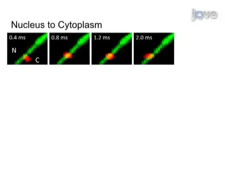 Single-Molecule Imaging of Nuclear Transport