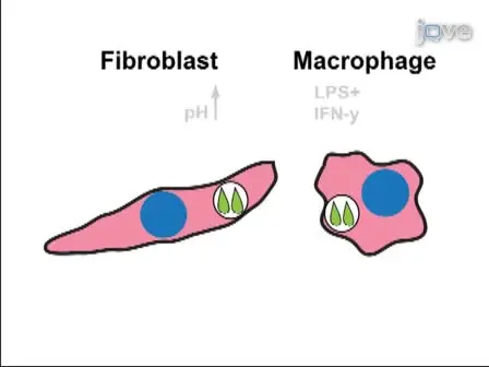 <em>Toxoplasma gondii</em> Cyst Wall Formation in Activated Bone Marrow-derived Macrophages and Bradyzoite Conditions