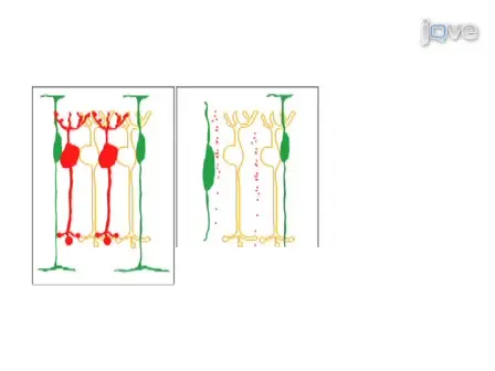 Multicolor Time-lapse Imaging of Transgenic Zebrafish: Visualizing Retinal Stem Cells Activated by Targeted Neuronal Cell Ablation