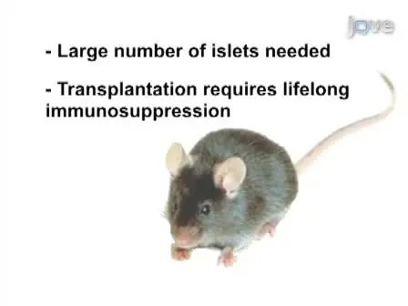 A Method for Murine Islet Isolation and Subcapsular Kidney Transplantation