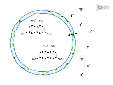 Gramicidin-based Fluorescence Assay; for Determining Small Molecules Potential for Modifying Lipid Bilayer Properties
