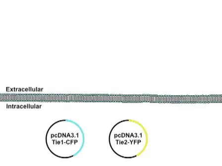 Imaging Protein-protein Interactions <em>in vivo</em>