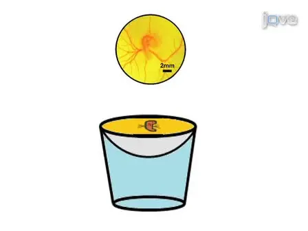 An <em>ex-ovo</em> Chicken Embryo Culture System Suitable for Imaging and Microsurgery Applications