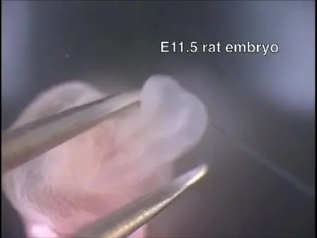The Method of Rodent Whole Embryo Culture using the Rotator-type Bottle Culture System