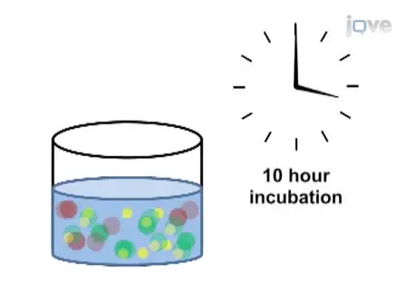 Estimating Virus Production Rates in Aquatic Systems