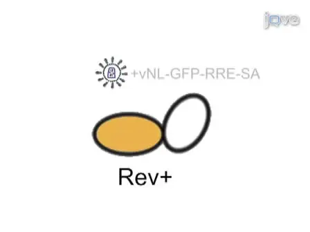 Specific Marking of HIV-1 Positive Cells using a Rev-dependent Lentiviral Vector Expressing the Green Fluorescent Protein