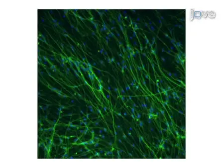 Growth and Differentiation of Adult Hippocampal Arctic Ground Squirrel Neural Stem Cells