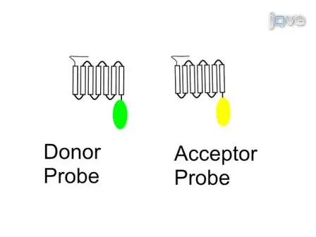 <em>In vivo</em> Quantification of G Protein Coupled Receptor Interactions using Spectrally Resolved Two-photon Microscopy