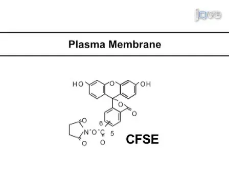 The Use of Carboxyfluorescein Diacetate Succinimidyl Ester (CFSE) to Monitor Lymphocyte Proliferation