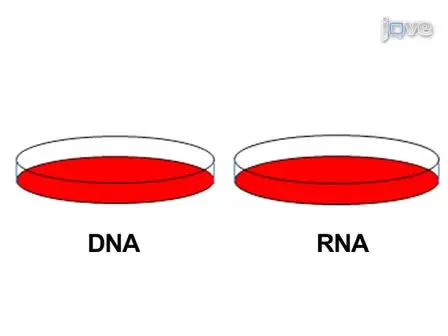 An Allele-specific Gene Expression Assay to Test the Functional Basis of Genetic Associations