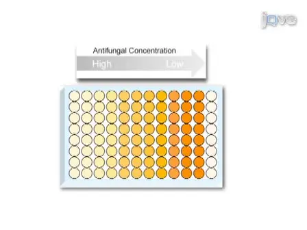 A 96 Well Microtiter Plate-based Method for Monitoring Formation and Antifungal Susceptibility Testing of <em>Candida albicans</em> Biofilms