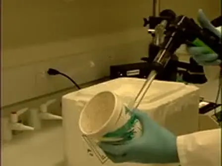 Protocol for RNAi Assays in Adult Mosquitoes (A. gambiae)