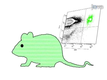 A Mouse Model of <em>in Utero</em> Transplantation