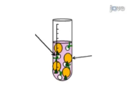 Isolation and Culture of Pulmonary Endothelial Cells from Neonatal Mice