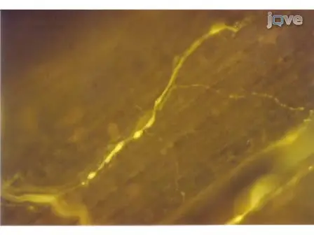 Physiological Recordings of High and Low Output NMJs on the Crayfish Leg Extensor Muscle