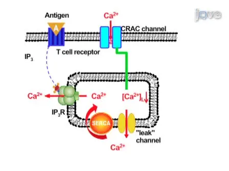 Whole-Cell Recording of Calcium Release-Activated Calcium (CRAC) Currents in Human T Lymphocytes