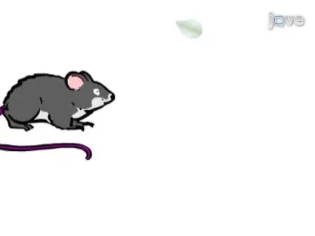 Isolation of Brain and Spinal Cord Mononuclear Cells Using Percoll Gradients