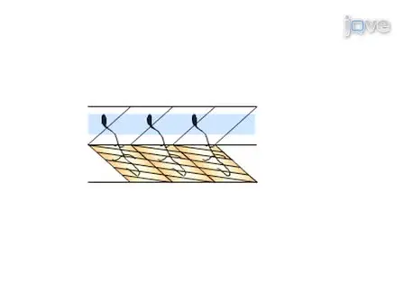 Paired Patch Clamp Recordings from Motor-neuron and Target Skeletal Muscle in Zebrafish