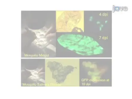 Alphavirus Transducing System:  Tools for Visualizing Infection in Mosquito Vectors