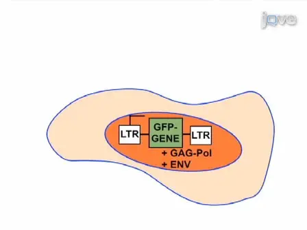 Recombinant Retroviral Production and Infection of B Cells