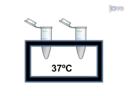 <em>In vitro</em> tRNA Methylation Assay with the <em>Entamoeba histolytica</em> DNA and tRNA Methyltransferase Dnmt2 (Ehmeth) Enzyme