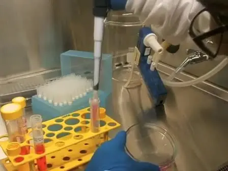 Isolation and Expansion of the Adult Mouse Neural Stem Cells Using the Neurosphere Assay