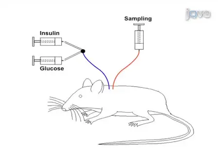 Hyperinsulinemic-Euglycemic Clamp in the Conscious Rat