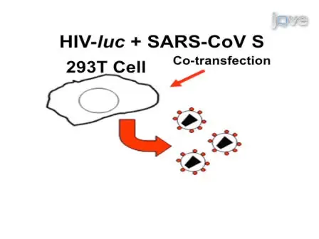 Protocol for Recombinant RBD-based SARS Vaccines: Protein Preparation, Animal Vaccination and Neutralization Detection