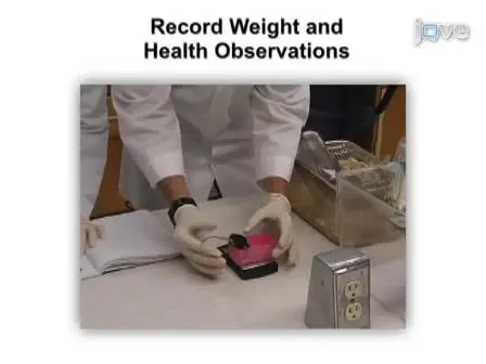 An Alternant Method to the Traditional NASA Hindlimb Unloading Model in Mice