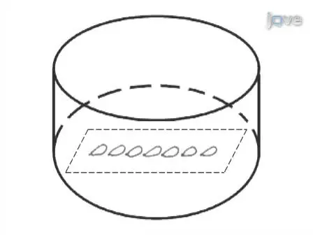 RNAi Interference by dsRNA Injection into <em>Drosophila</em> Embryos