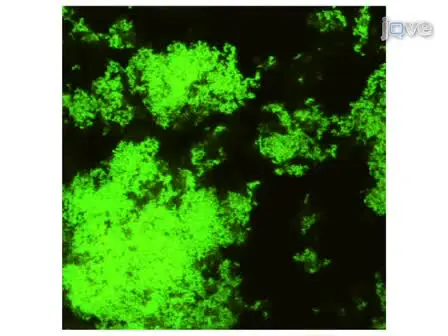 <em>In vitro</em> Biofilm Formation in an 8-well Chamber Slide
