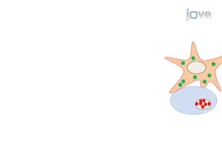 Heterokaryon Technique for Analysis of Cell Type-specific Localization