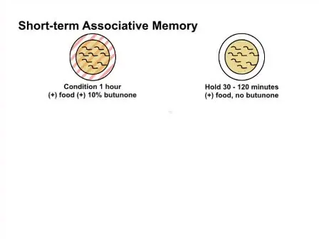 <em>C. elegans</em> Positive Butanone Learning, Short-term, and Long-term Associative Memory Assays