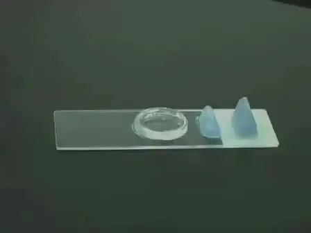 Loading Drosophila Nerve Terminals with Calcium Indicators