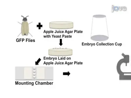 Imaging Cell Shape Change in Living <em>Drosophila</em> Embryos