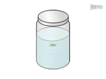 Yeast Colony Embedding Method