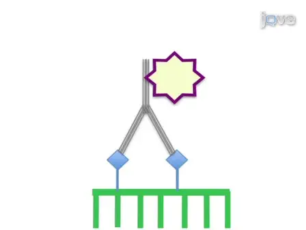 Using Whole Mount <em>in situ</em> Hybridization to Link Molecular and Organismal Biology
