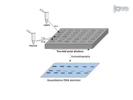 High-Efficiency Transduction of Liver Cancer Cells by Recombinant Adeno-Associated Virus Serotype 3 Vectors