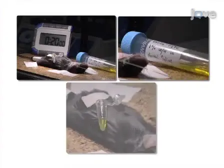 Use of a Hanging-weight System for Isolated Renal Artery Occlusion