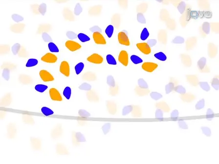 Isolation and Culture of Cells from the Nephrogenic Zone of the Embryonic Mouse Kidney