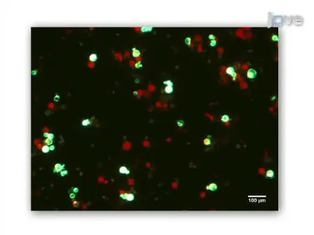 Efficient Polyethylene Glycol (PEG) Mediated Transformation of the Moss <em>Physcomitrella patens</em>