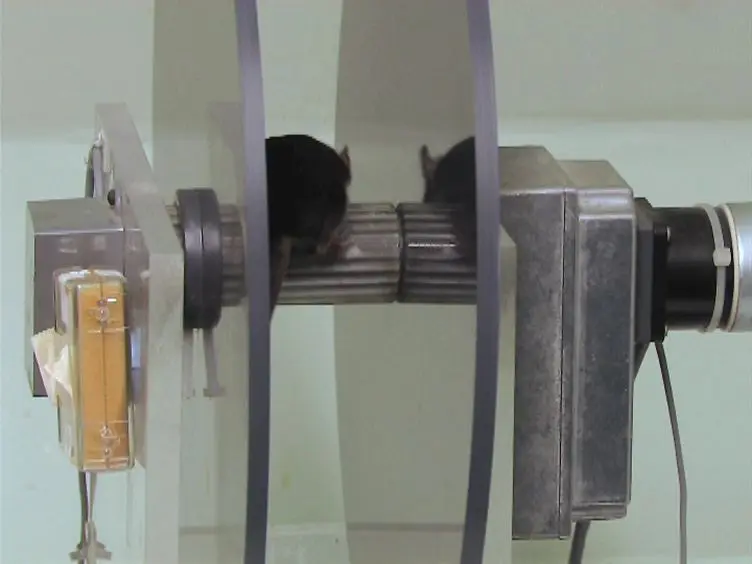 Measuring Motor Coordination in Mice