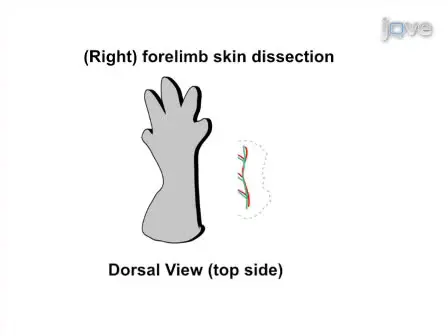 Whole-mount Immunohistochemical Analysis for Embryonic Limb Skin Vasculature: a Model System to Study Vascular Branching Morphogenesis in Embryo