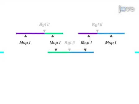 Associated Chromosome Trap for Identifying Long-range DNA Interactions