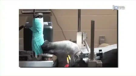 <em>In Vivo</em> Canine Muscle Function Assay