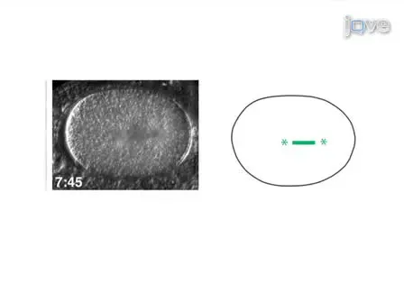 Imaging <em>C. elegans</em> Embryos using an Epifluorescent Microscope and Open Source Software