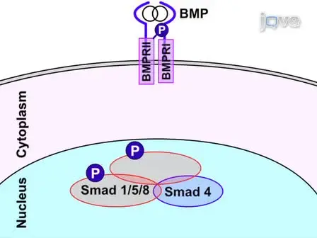 Detection of Signaling Effector-Complexes Downstream of BMP4 Using <em>in situ</em> PLA, a Proximity Ligation Assay