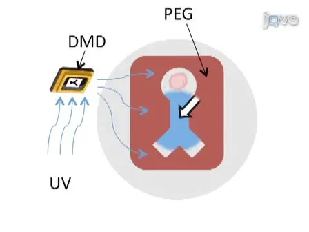 Fabrication of Micropatterned Hydrogels for Neural Culture Systems using Dynamic Mask Projection Photolithography