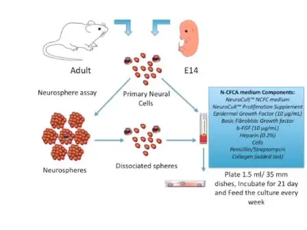 Neural-Colony Forming Cell Assay: An Assay To Discriminate Bona Fide Neural Stem Cells from Neural Progenitor Cells