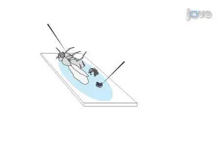 Isolation of <em>Drosophila melanogaster</em> Testes